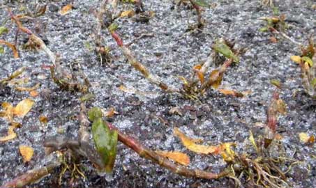 在极端霜冻下，铁皮石斛会停止生长