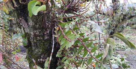 云南的气候很适合铁皮石斛生长，不少地方已经采取活树种植