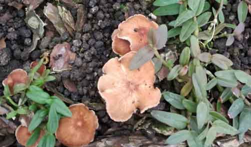 石斛苗圃里长蘑菇的图片