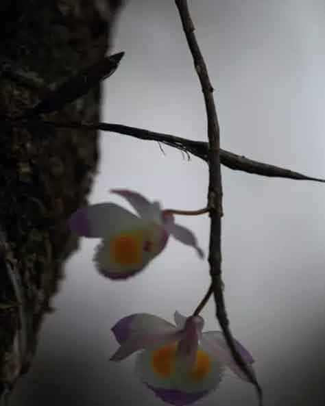 紫皮石斛花图片