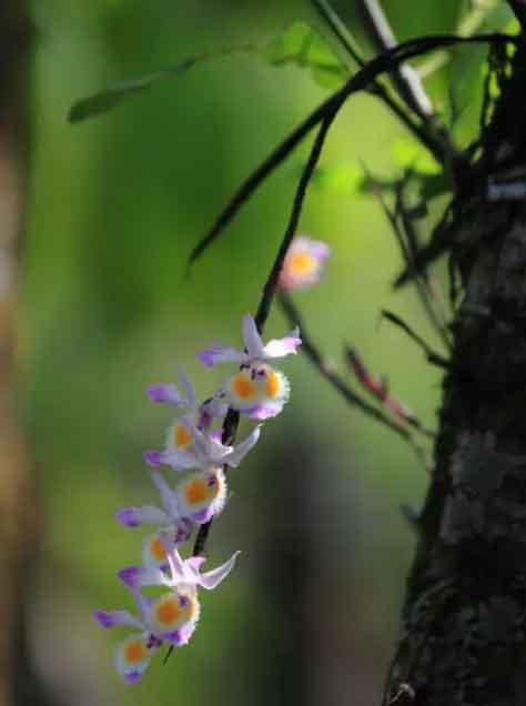紫皮石斛花图片