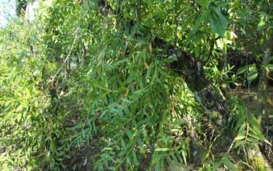 紫皮石斛种植图片