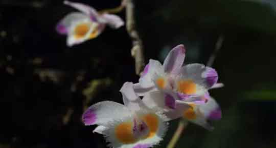 缅甸紫皮石斛图片