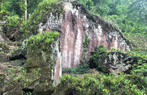悬崖上的野生金钗石斛图片