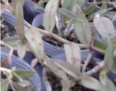 石斛种植中常见病害图片鉴别与防
