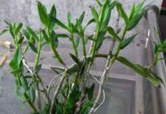 铁皮石斛家庭盆栽三种繁殖方式